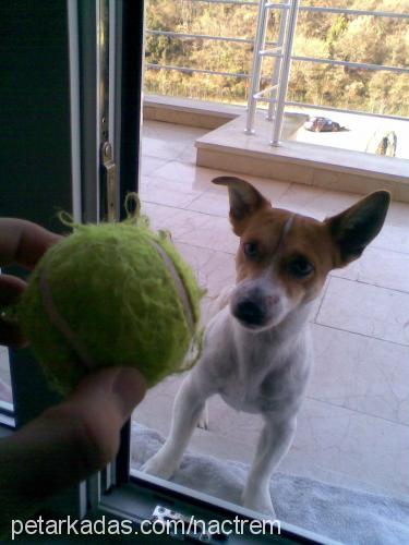 jack Erkek Jack Russell Terrier