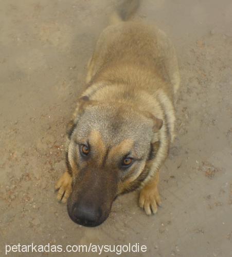 fatoş Erkek Sokö (Sokak Köpeği)