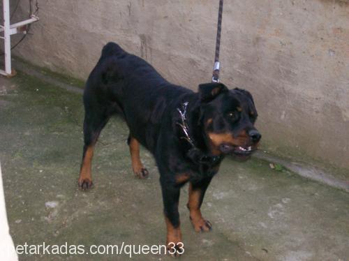 queen Dişi Rottweiler