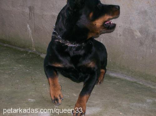 queen Dişi Rottweiler