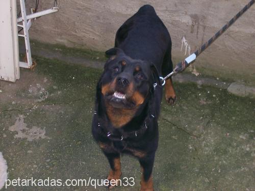 queen Dişi Rottweiler