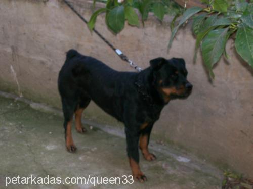 queen Dişi Rottweiler