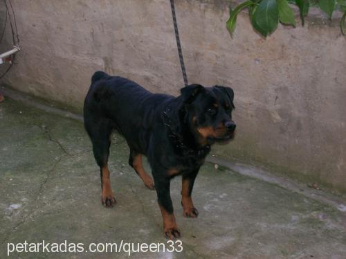 queen Dişi Rottweiler