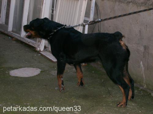 queen Dişi Rottweiler