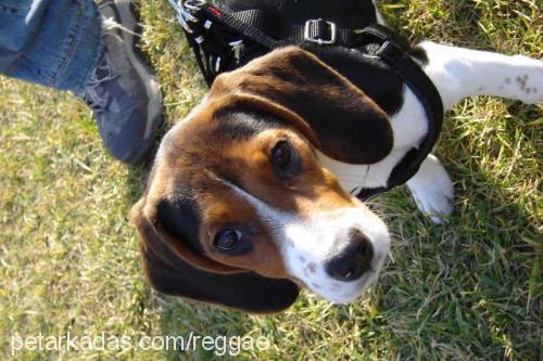 bonbon Dişi Beagle