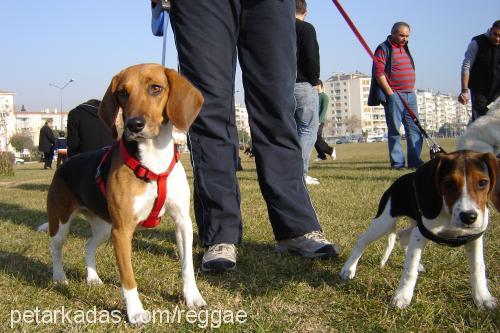 bonbon Dişi Beagle