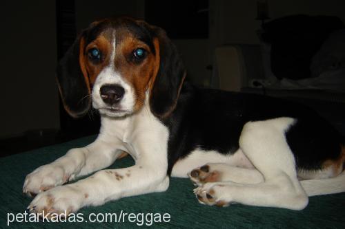 bonbon Dişi Beagle