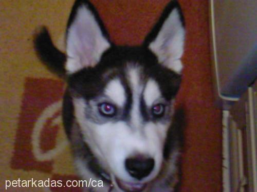 Çakir Erkek Sibirya Kurdu (Husky)