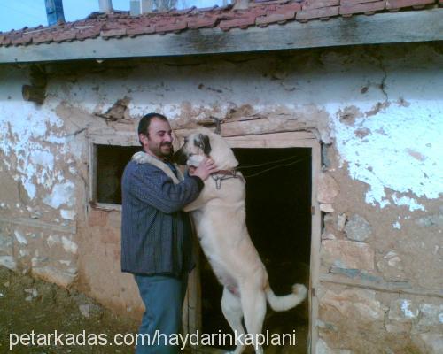 kaplan Dişi Kangal