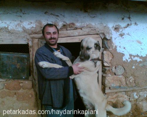 kaplan Dişi Kangal