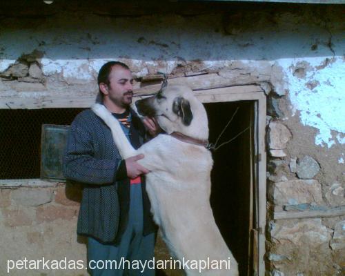 kaplan Dişi Kangal