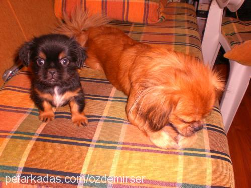 pakize Dişi Tibetli Spaniel