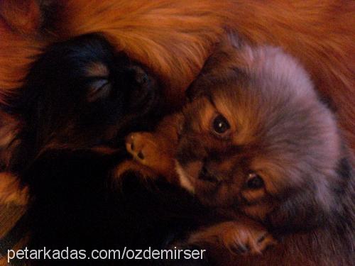 pakize Dişi Tibetli Spaniel