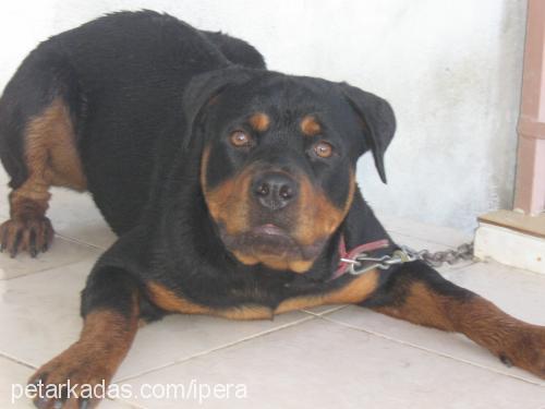 lİnda Dişi Rottweiler