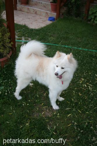 buffy Dişi Samoyed