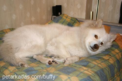 buffy Dişi Samoyed