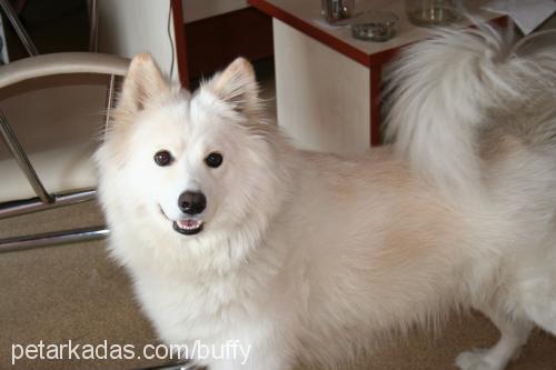 buffy Dişi Samoyed