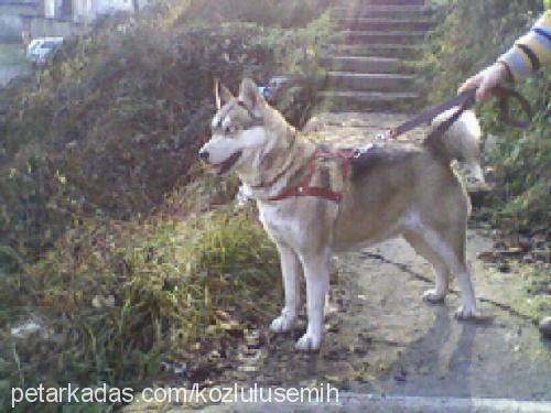 maviş Dişi Sibirya Kurdu (Husky)