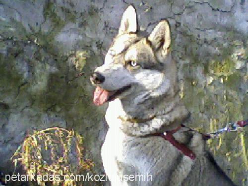 maviş Dişi Sibirya Kurdu (Husky)