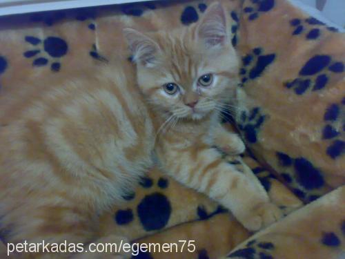 hamdi Erkek British Shorthair