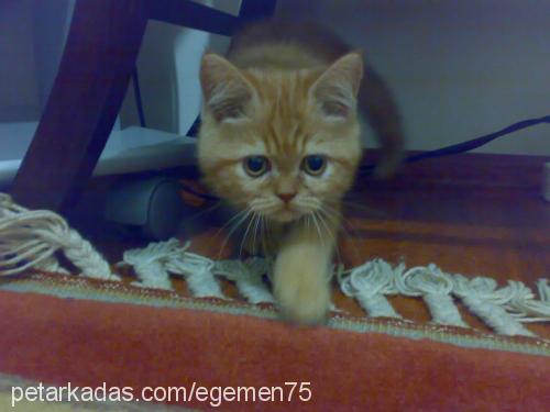 hamdi Erkek British Shorthair