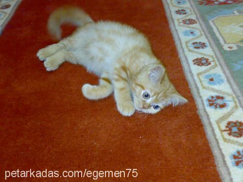 hamdi Erkek British Shorthair