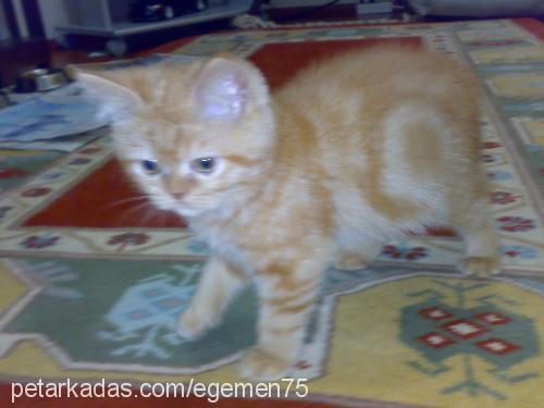 hamdi Erkek British Shorthair