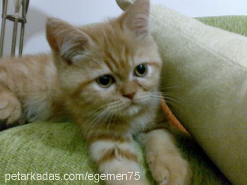 hamdi Erkek British Shorthair