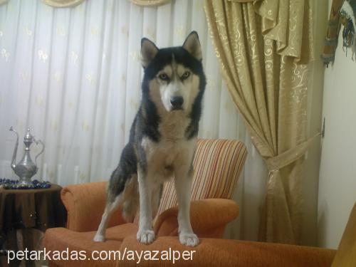 alex Erkek Sibirya Kurdu (Husky)