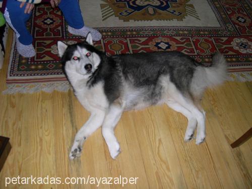 alex Erkek Sibirya Kurdu (Husky)