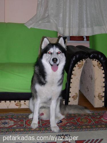 alex Erkek Sibirya Kurdu (Husky)