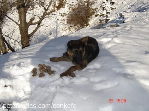 schila Dişi Alman Çoban Köpeği