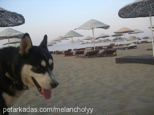 melancholyy Erkek Sibirya Kurdu (Husky)