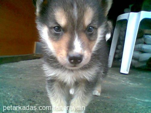 mex Erkek Alaskan Malamute