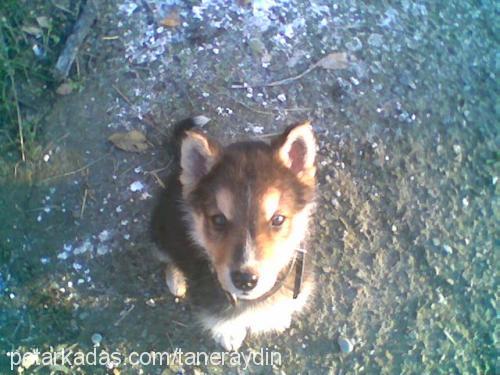 mex Erkek Alaskan Malamute