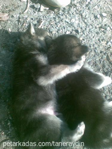 mex Erkek Alaskan Malamute