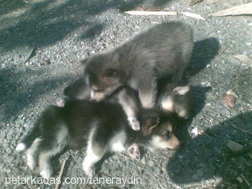 mex Erkek Alaskan Malamute