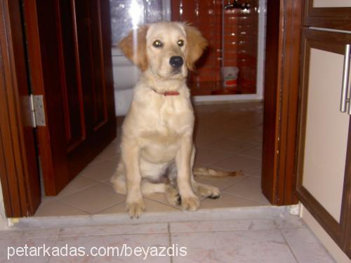 hırçın Erkek Golden Retriever