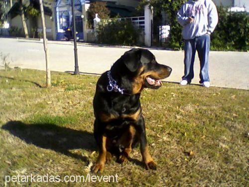 MARCUS Erkek Rottweiler