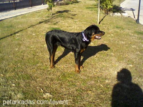 MARCUS Erkek Rottweiler