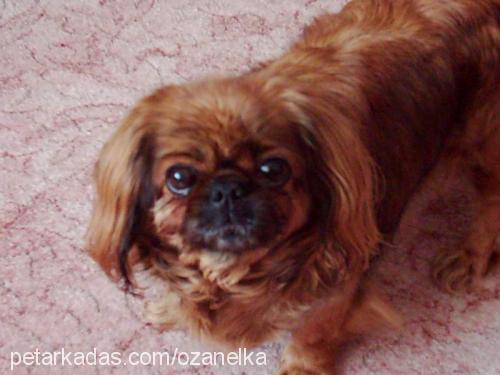 gizmo Dişi Pekingese