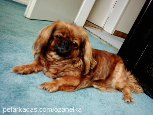 gizmo Dişi Pekingese