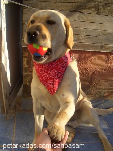 paşa Erkek Labrador Retriever