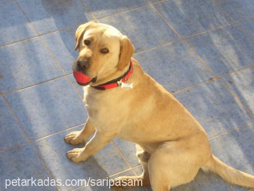 paşa Erkek Labrador Retriever