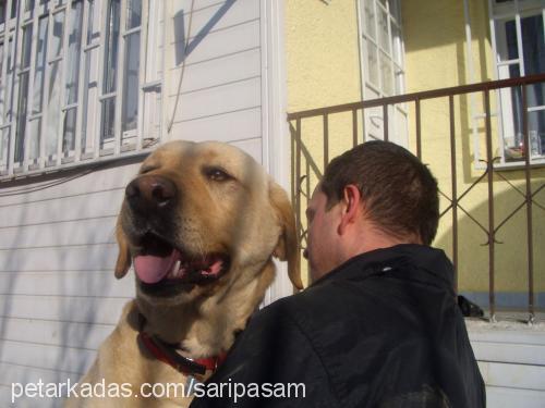 paşa Erkek Labrador Retriever