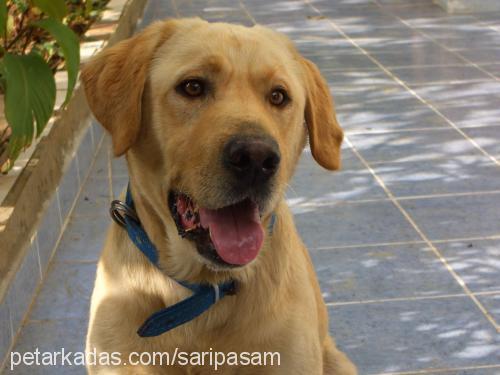 paşa Erkek Labrador Retriever