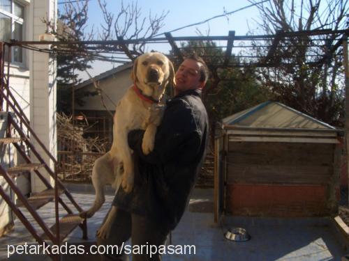 paşa Erkek Labrador Retriever