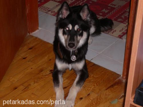 çakır Erkek Sibirya Kurdu (Husky)