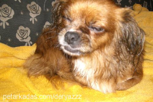 zeyna Dişi Pekingese