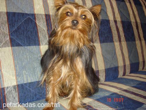 tafi Erkek Yorkshire Terrier